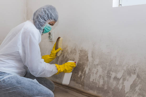 Professional Mold Removal in South Henderson, NC