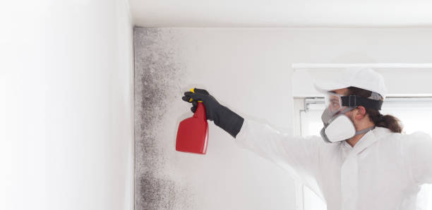 Best Same-Day Mold Removal  in South Henderson, NC