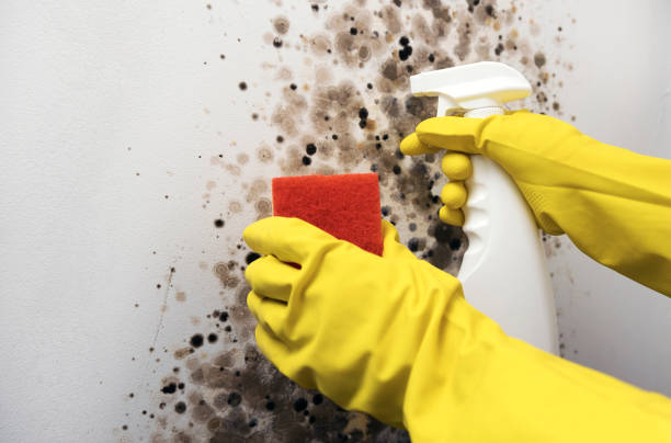 Best Certified Mold Removal  in South Henderson, NC